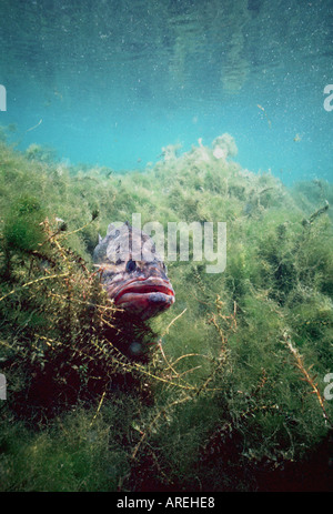 Underwater Largemouth Bass Fishing Angling in Nord America nel letto di erbaccia Foto Stock