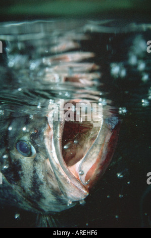 Largemouth Bass Fishing Angling America del Nord il pesce con la bocca aperta trailing erbacce carica presso la telecamera azione drammatica Foto Stock