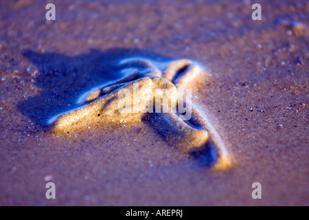 Spiaggia (lugworm Arenicola marina) cast close up Foto Stock