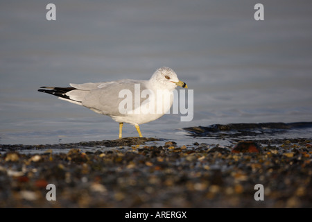 L'anello fatturati gull Larus delawarensis New York STATI UNITI D'AMERICA Foto Stock