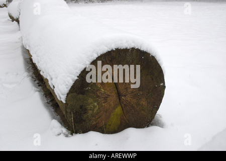 Registro di alberi coperti di neve. Vennen Overasseltse, Paesi Bassi Foto Stock