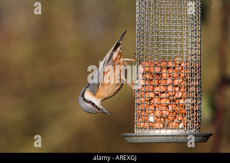 Picchio muratore Sitta europaea su alimentatore di arachidi Foto Stock