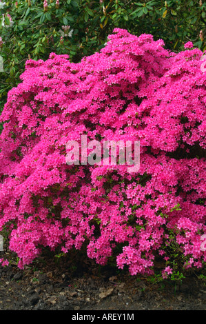 RHODODENDRON HINOMAYO AZALEA Foto Stock