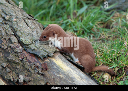 La donnola Mustela nivalis sul log in cerca di cibo Foto Stock