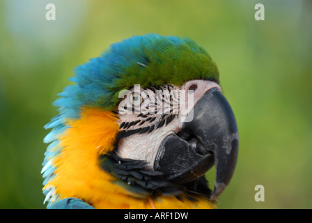 D'oro Macaw Foto Stock