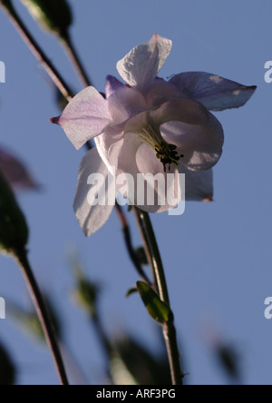 AQUILEGIA (Aquilegia vulgaris), noto anche come Columbine o Grannies Bonnet Foto Stock