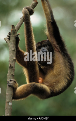 Nero o nero e oro scimmia urlatrice Alouatta caraya Foto Stock
