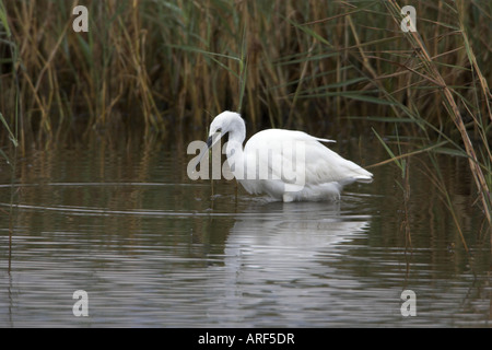 Garzetta Egretta garzetta adulto con attività di pesca in acque poco profonde Foto Stock