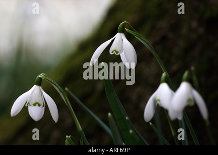 Snowdrops [Galanthus Atkinsii], "Chiudere l' inverno fiori che crescono nei boschi, [Giardino rococò], Painswick, England, Regno Unito Foto Stock