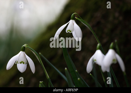 Snowdrops [Galanthus Atkinsii], "close up" winter flowers growing in woodland, [Rococo Garden], Painswick, England, UK Foto Stock