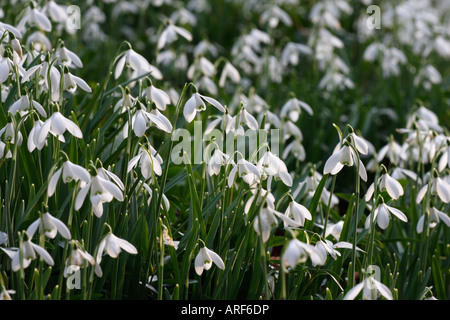 Snowdrops [Galanthus Atkinsii], white carpet of spring flowers, [Rococo Garden], Painswick, England, UK Foto Stock