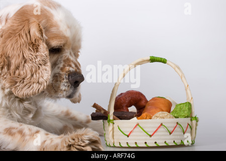 American Cocker Spaniel cane domestico con ciotola piena delle prelibatezze immagini foto grande ad alta risoluzione orizzontale negli Stati Uniti ad alta risoluzione Foto Stock