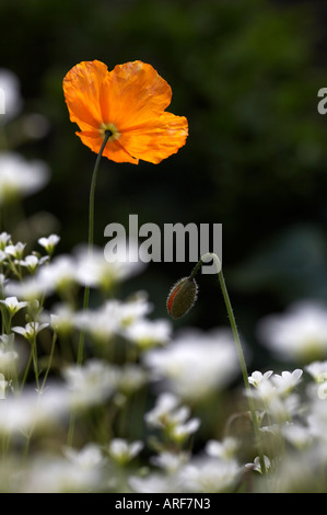 Meconopsis cambrica Welsh poppy Foto Stock