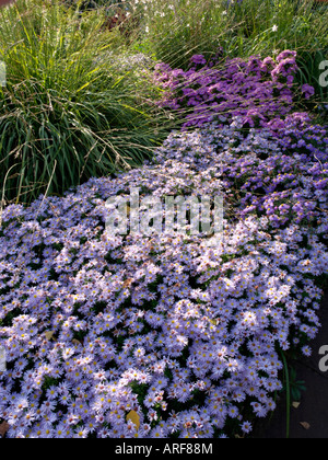 Folte Aster (Aster dumosus) e alte moor erba (molinia arundinacea) Foto Stock