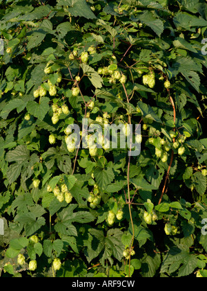 Luppolo (humulus lupulus) Foto Stock