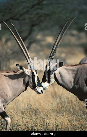 Due Beisa Oryx testa a testa nel Samburu National Reserve Kenya Africa orientale sembrano essere in contatto con il naso o baciare Foto Stock