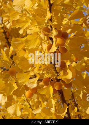 Il ginkgo (Ginkgo biloba) Foto Stock