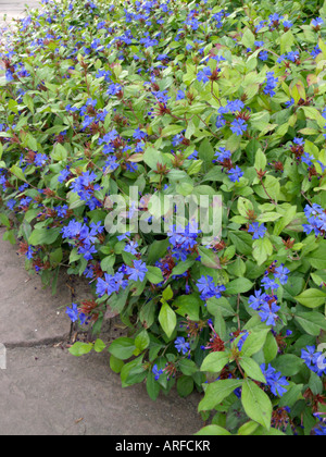 Leadwort (ceratostigma plumbaginoides) Foto Stock