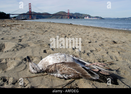 'Dead capretti "Aringa Gull' su 'San Francisco' spiaggia vicino al Golden Gate Bridge' Foto Stock