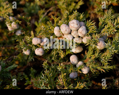 Blue star ginepro (juniperus squamati) Foto Stock