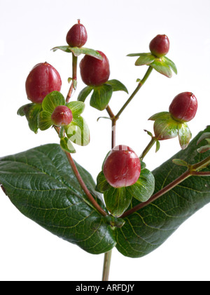 Iperico (Hypericum) Foto Stock