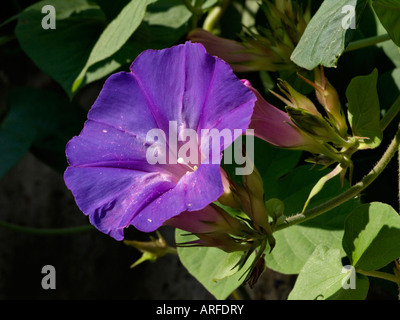 Ocean Blue gloria di mattina (Ipomoea indica) Foto Stock