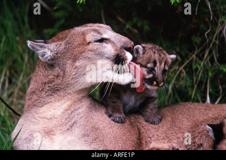 Una femmina adulta mountain lion stallieri suo cub Foto Stock