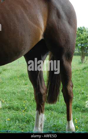 Cavalli muscolare di gambe posteriori Foto Stock