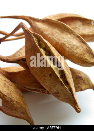 Australian flame tree (brachychiton acerifolius) Foto Stock