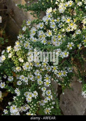 Aster (Aster speciosus " Connecticut ") Foto Stock