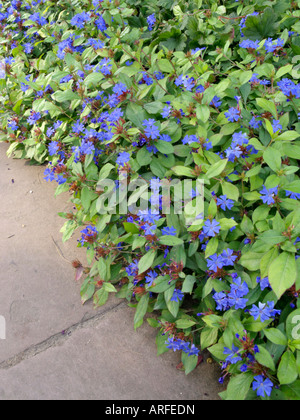 Leadwort (ceratostigma plumbaginoides) Foto Stock