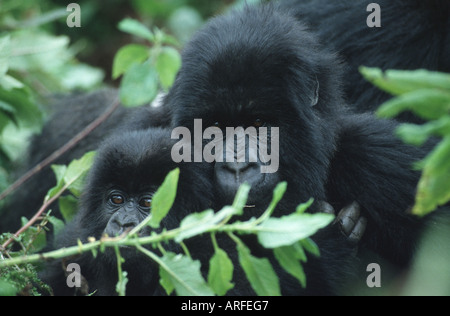 Gorilla di Montagna (Gorilla gorilla beringei), femmina con giovani, Ruanda, Parc Nationales des Volcans Foto Stock