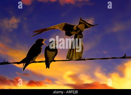 Barn Swallow (Hirundo rustica) genitore affamati di alimentazione uccelli baby appollaiate su filo elettrico come il sole tramonta, Missouri negli Stati Uniti. Foto Stock