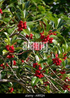 Agrifoglio comune (Ilex aquifolium) Foto Stock