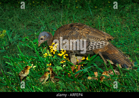 Femmina il tacchino selvatico (Meleagris gallopavo) nel campo di fiori selvatici con i suoi giovani turchia poults Missouri USA America Foto Stock