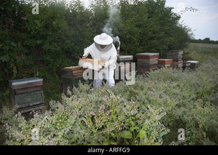 Apicoltura. . Bienenwabe. Biene Halten. Honig. panale. rayon de miel. גידול דבורים . APICOLTURA. ABEJAS. UTRZYMANIE PSZCZÓŁ PSZCZELARSTWO Foto Stock