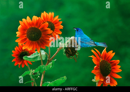 Maschio Indigo Bunting (Passerina cyanea) con seme nel becco da grandi rosso arancione girasole Foto Stock