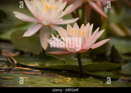 Acqua lilly fiori Foto Stock
