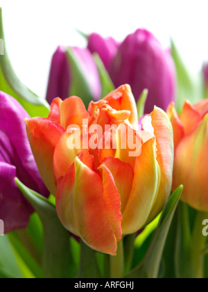 I tulipani (tulipa) Foto Stock