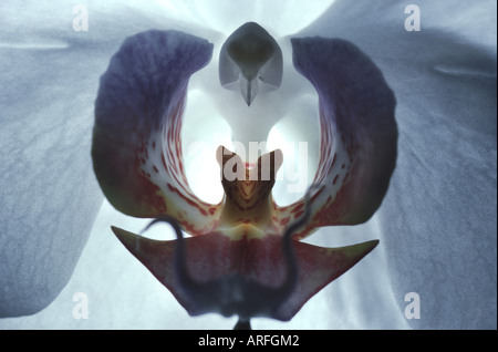 Moth orchid (Phalaenopsis ibrido), il dettaglio del fiore Foto Stock