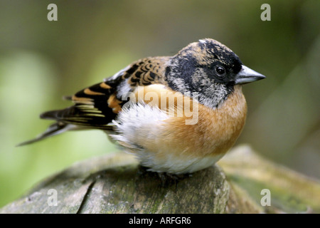 Brambling (Fringilla montifringilla), seduto su di una pietra Foto Stock