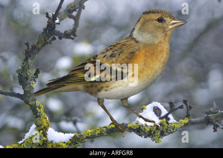 Brambling (Fringilla montifringilla), seduto su un ramoscello, in inverno Foto Stock