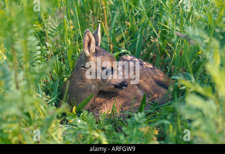 Il capriolo (Capreolus capreolus), singolo fawn nascosto in un prato, Germania, Eifel Foto Stock