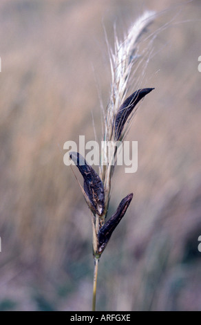 La segala cornuta, radice di sangue (Purpurea di Claviceps), di corpi fruttiferi su un gambo di grano Foto Stock