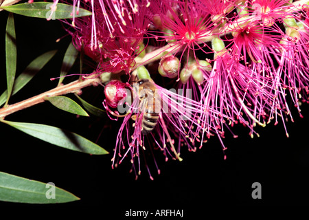 Il miele delle api per raccogliere il polline da Limone-profumato scovolino da bottiglia- Callistemon citrinus- membro della famiglia Myrtaceae Foto Stock