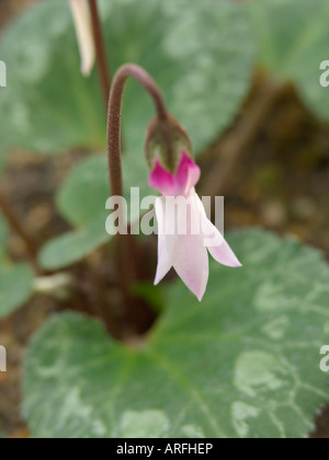 Il persiano ciclamino (Cyclamen persicum) Foto Stock