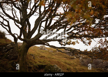 Caduta albero che cresce sulla montagna in Connemara County Galway Repubblica di Irlanda Europa Foto Stock