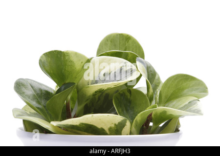 Peperomia, lacrime di coccodrillo, Baby impianto in gomma (Peperomia obtusifolia lacrime di coccodrillo, Peperomia obtusifolia 'lacrime di coccodrillo'), Foto Stock