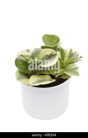 Peperomia, lacrime di coccodrillo, Baby impianto in gomma (Peperomia obtusifolia lacrime di coccodrillo, Peperomia obtusifolia 'lacrime di coccodrillo'), Foto Stock