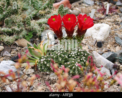 Nero-colonna vertebrale claret-cup, re la corona (cactus Echinocereus triglochidiatus), fioritura Foto Stock